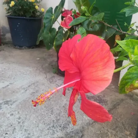 Casa Cueva Y Casita Rural El Perucho Dom wakacyjny Güimar