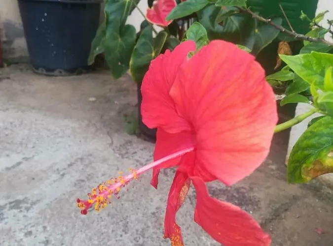 Casa Cueva Y Casita Rural El Perucho Tatil Evi Güimar